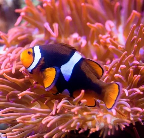 SeaLife Center