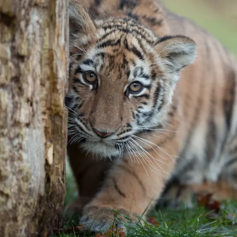 TigerparkDassow
