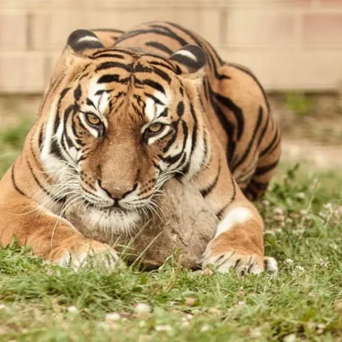 Erlebnis und Tigerpark Dassow - Indochinesischer Tiger