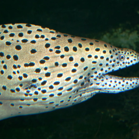 Meereszentrum-Gymnothorax