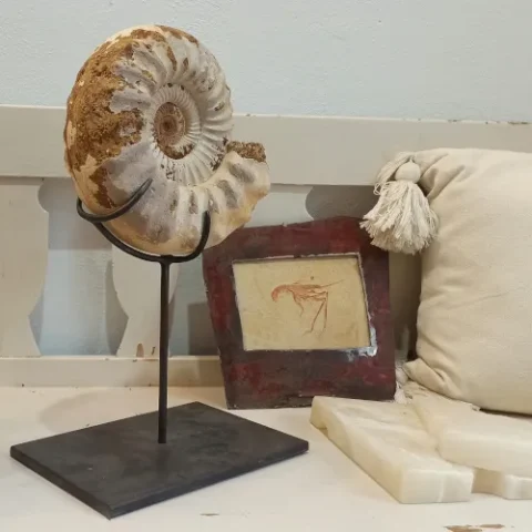 fossilien-dekoration